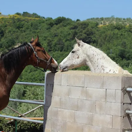 Gospodarstwo agroturystyczne Fattoria Di Monticello