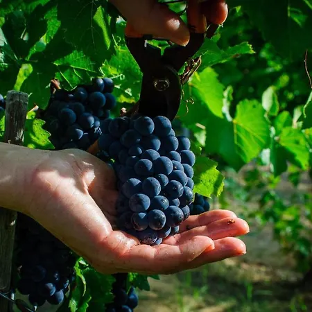 Farm stay Fattoria Di Monticello San Venanzo